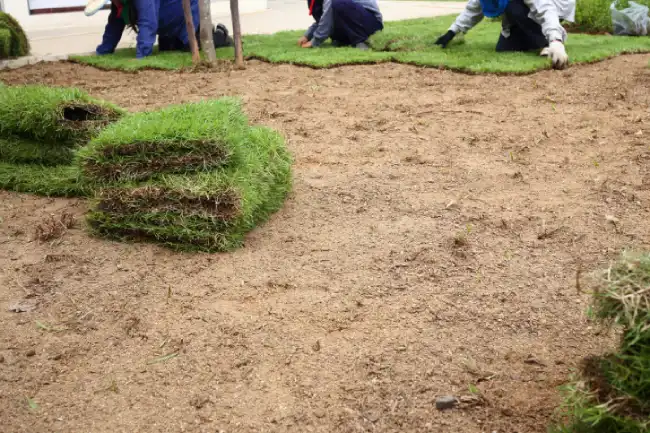 Affordable sod installation in Manchester, NH