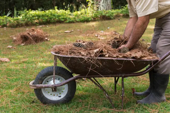 Outstanding yard cleanup in Manchester, NH